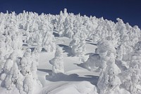 Frozen trees at the summit of Maiden Peak on the Willamette National Forest on the Willamette National Forest. Photo by Matthew Tharp. Original public domain image from Flickr