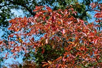 Red leaves, fall season. Free public domain CC0 photo.