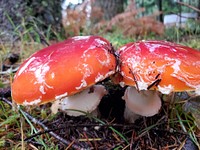 Fly Agaric, Mt. Baker-Snoqualmie National Forest. Photo by Anne Vassar November 19, 2020. Amanita muscaria. Original public domain image from Flickr