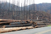 Hazard trees cut along Hwy 224, Mt. Hood National Forest, Collected hazard trees cut along Hwy 224 by ODOT after the Riverside Fire. Many fire-damaged or dead trees will likely fall over the coming years. Photo taken 11-09-2020. Original public domain image from Flickr