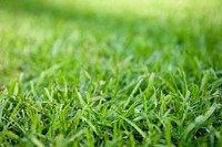 Green grass field. Free public domain CC0 photo. 