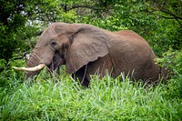 African elephant in the jungle. Original public domain image from Flickr