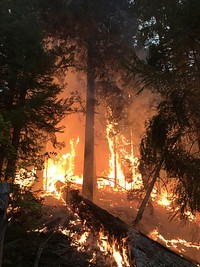 Archie Creek Fire, Heavy fuel loading on the fire's east flank in September 2020. Original public domain image from Flickr