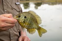 Man holding bluegill fish close up. Free public domain CC0 photo.