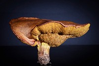 Poisonous mushroom with thin stem. Free public domain CC0 image.