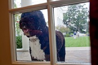 Bo, the Obama family dog, peers into the Outer Oval Office from the White House Colonnade, Oct. 26, 2010.