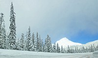 Snow covered forest with pine trees. Free public domain CC0 photo.