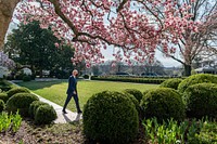 President Joe Biden passes blooming magnolia trees as he walks through the Rose Garden of the White House Friday, March 26, 2021, to the Oval Office. (Official White House Photo by Adam Schultz). Original public domain image from Flickr