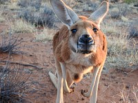 Kangaroo, Australian animal image. Free public domain CC0 photo.