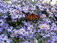 Monarch Butterfly on Asters flower. Free public domain CC0 photo.
