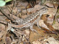 Eastern Fence Lizard. Free public domain CC0 photo.