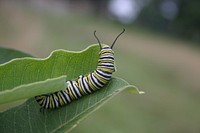 Monarch Caterpillar.  Free public domain CC0 photo.
