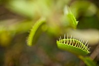 Venus Flytrap at the U.S. Botanic GardenSee the Venus Flytrap (Dionaea muscipula) at the U.S. Botanic Garden. Original public domain image from Flickr