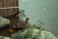 Mallard duck swimming close up. Free public domain CC0 image.