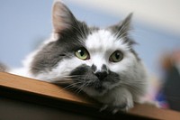 Cat laying on the table.Original public domain image from Flickr