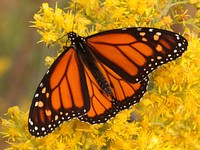 Beautiful butterfly in nature. 