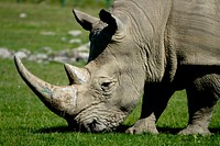 Close up rhino head. Free public domain CC0 photo.