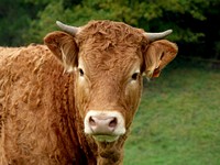 Nature cow & bull in the nature. Free public domain CC0 photo