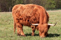 Highland cattle.  Free public domain CC0 image.