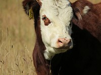 Cow, cattle, livestock animal, agriculture image. Free public domain CC0 photo.