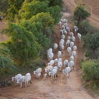 Herd of cows, animal photography. Free public domain CC0 image.