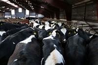 Dairy cows at a farm. Free public domain CC0 photo.