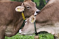 Cow at a farm, agriculture image. Free public domain CC0 photo.