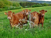 Red cows pack, farming animal image. Free public domain CC0 photo.