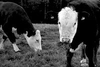 Cattle feeding on grass, livestock animal image. Free public domain CC0 photo.