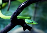 Green snake in a rainforest jungle. Free public domain CC0 photo.