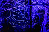 Spider web, blue light. Free public domain CC0 photo.