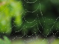 Cobweb. Free public domain CC0 photo.