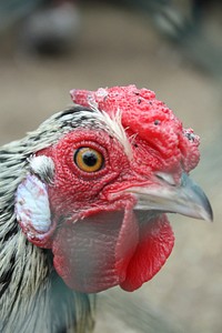 Hen, poultry industry. Free public domain CC0 photo.