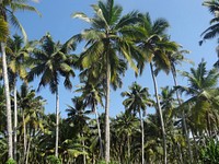 Coconut farm. Free public domain CC0 photo.