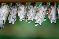 Butterfly chrysalis in nature. Free public domain CC0 photo.