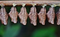 Insect on a tree branch. Free public domain CC0 image