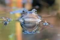 Frog amphibian animal. Free public domain CC0 image