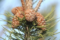 Pine cone. Free public domain CC0 image.