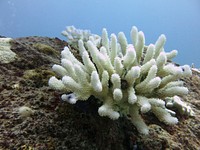 Coral skeleton underwater. Free public domain CC0 image.