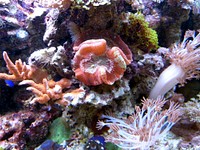 Coral reef close up. Free public domain CC0 image.