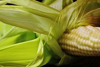 Yellow corn, agricultural produce. Free public domain CC0 image