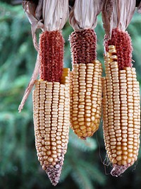 Yellow sweet corn, agricultural product. Free public domain CC0 image