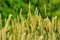 Barley tree, agriculture farming. Free public domain CC0 image