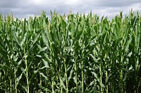 Corn tree, agriculture farming. Free public domain CC0 image