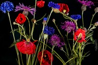 Blue and red flower background. Free public domain CC0 image.