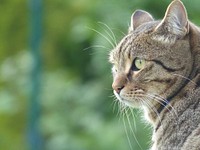 Outdoor tabby cat, animal image, free public domain CC0 photo.