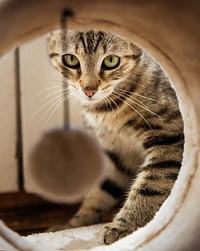 Cute striped cat, animal image, free public domain CC0 photo.