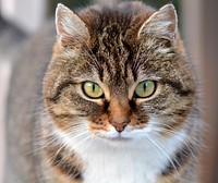 Outdoor tabby cat, animal image, free public domain CC0 photo.