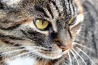 Cute striped cat, animal image, free public domain CC0 photo.