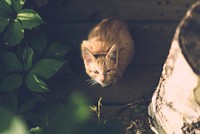 Cute outdoor cat image. Free public domain CC0 photo.